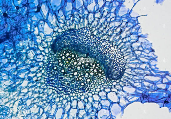 tige-de-celeri-avec-element-de-vaisseau-section-transversale-coloree-au-bleu-de-methylene-microscpoe-optique-agrandissement-160x-la-largeur-du-cadre-est-d-environ-250-300-nm-2dgbmf8